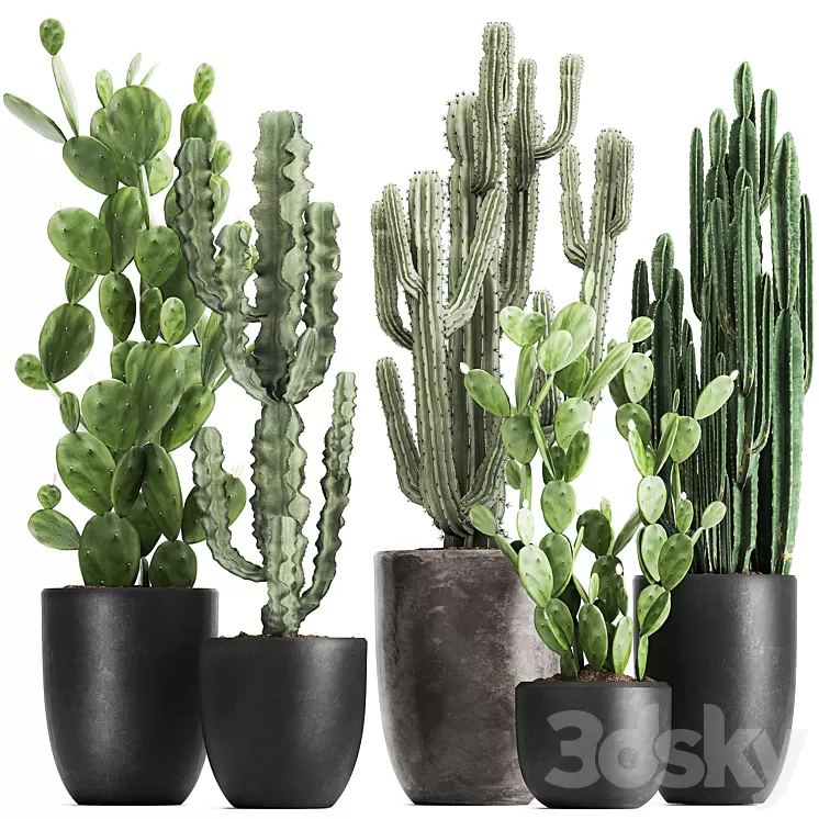 Collection of plants Cacti in black pots with Prickly pear Cereus Prickly pear. Set 1054. 3D Model