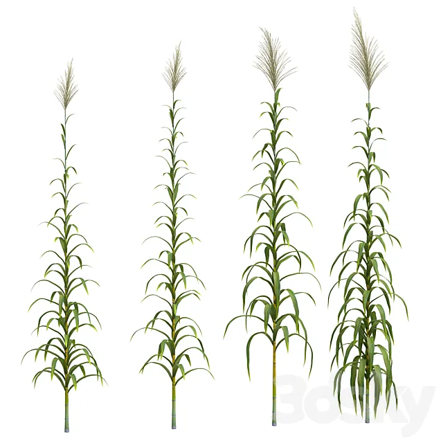 Collection of plants. Cane. 4 models 3D Model Collection of plants. Cane. 4 models 3D Model