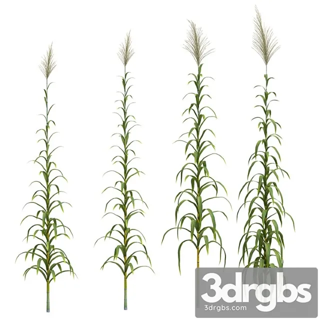 Collection of plants. cane. 4 models Collection of plants. cane. 4 models