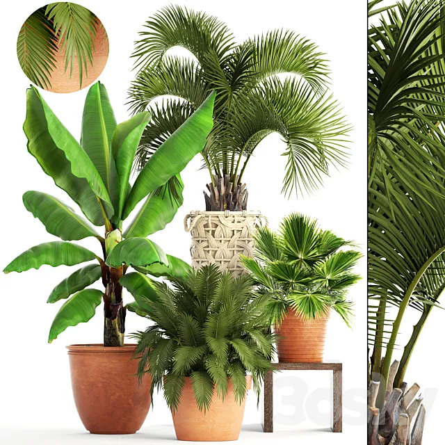 Collection of plants. Clay flowerpot flower pot white basket palm tree banana bush fan butia brachea outdoor landscaping 3D Model Collection of plants. Clay flowerpot flower pot white basket palm tree banana bush fan butia brachea outdoor landscaping 3D Model
