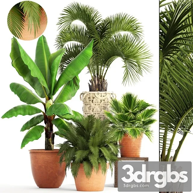 Collection of plants. clay flowerpot, flower, pot, white basket, palm tree, banana, bush, fan, butia, brachea, outdoor, landscaping Collection of plants. clay flowerpot, flower, pot, white basket, palm tree, banana, bush, fan, butia, brachea, outdoor, landscaping