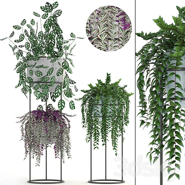 Collection of plants. Climbing plants shelf with flowers monstera Tradescantia indoor plants stand 3D Model Collection of plants. Climbing plants shelf with flowers monstera Tradescantia indoor plants stand 3D Model
