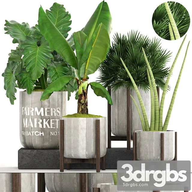 Collection of plants. concrete pot, flowerpot, banana, chamerops, palm tree, banana, bush, exotic plants, outdoor Collection of plants. concrete pot, flowerpot, banana, chamerops, palm tree, banana, bush, exotic plants, outdoor