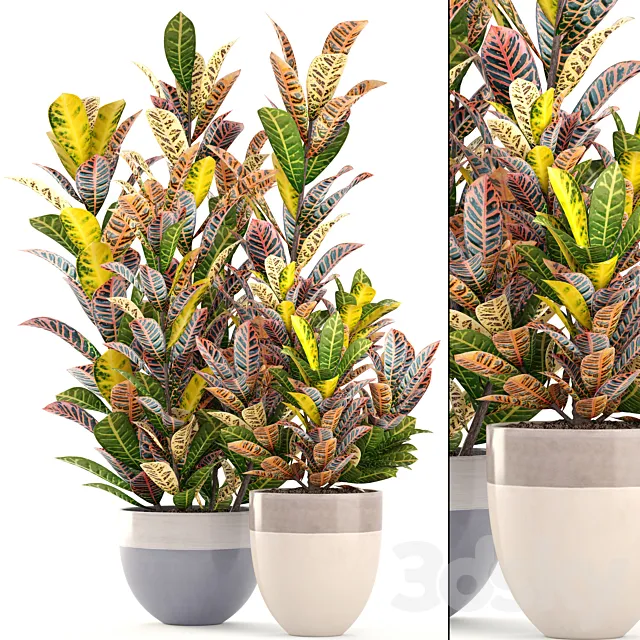 Collection of plants. Croton. Flowerpot. tree. bush. interior. indoor. decorative. exotic plants 3DModel Collection of plants. Croton. Flowerpot. tree. bush. interior. indoor. decorative. exotic plants 3DModel