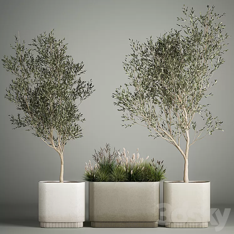 Collection of plants decorative olive trees in outdoor flowerpots for the interior with bushes in pots. 1122. 3D Model Free Download Collection of plants decorative olive trees in outdoor flowerpots for the interior with bushes in pots. 1122. 3D Model Free Download