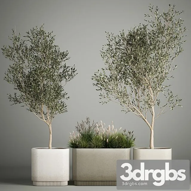 Collection of plants decorative olive trees in outdoor flowerpots for the interior with bushes in pots. 1122. Collection of plants decorative olive trees in outdoor flowerpots for the interior with bushes in pots. 1122.