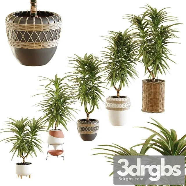 Collection of plants. dracaena