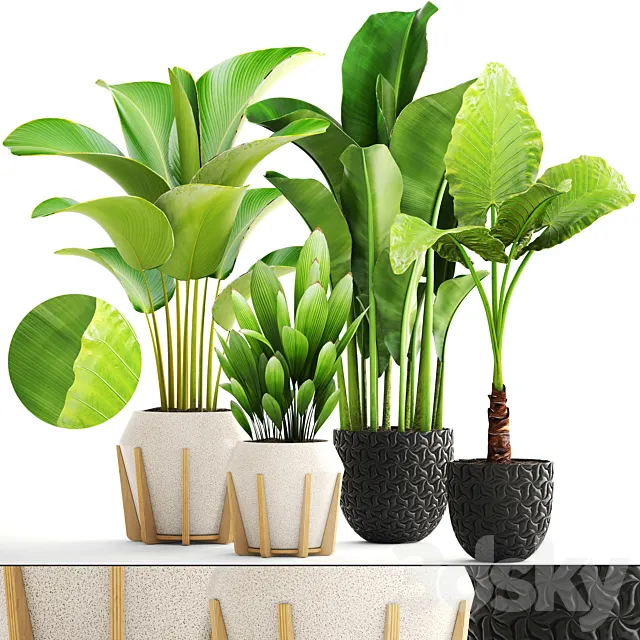 Collection of plants. exotic interior Calathea palm tree alocasia bush banana pot flower 3D Model Collection of plants. exotic interior Calathea palm tree alocasia bush banana pot flower 3D Model