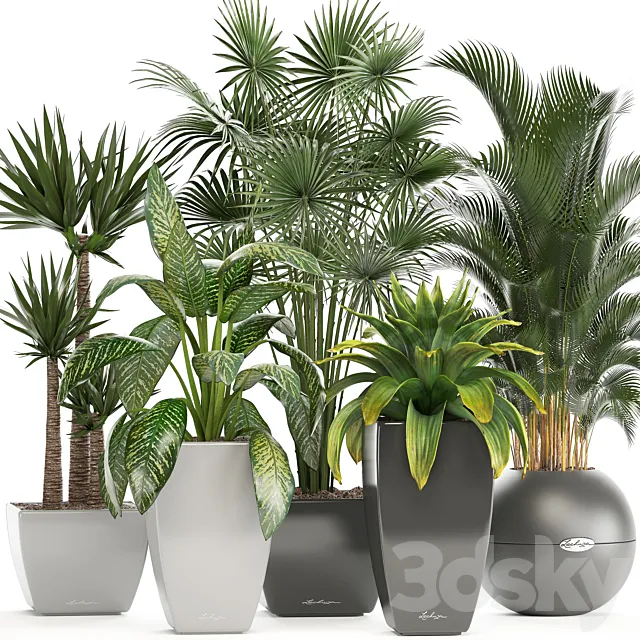 Collection of plants. Fan palm Hovea Bromeliad Yucca Dieffenbachia indoor plants office plants 3D Model Collection of plants. Fan palm Hovea Bromeliad Yucca Dieffenbachia indoor plants office plants 3D Model