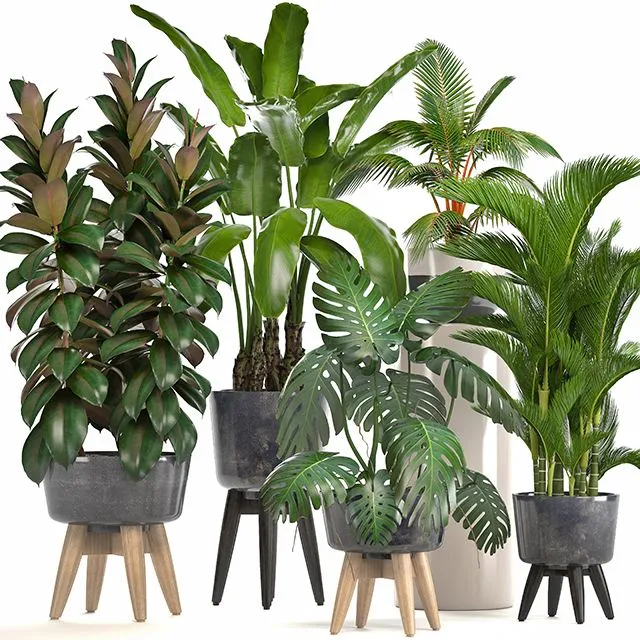 Collection of plants. Ficus bushes Banana strelitzia monstera 3D Model Collection of plants. Ficus bushes Banana strelitzia monstera 3D Model