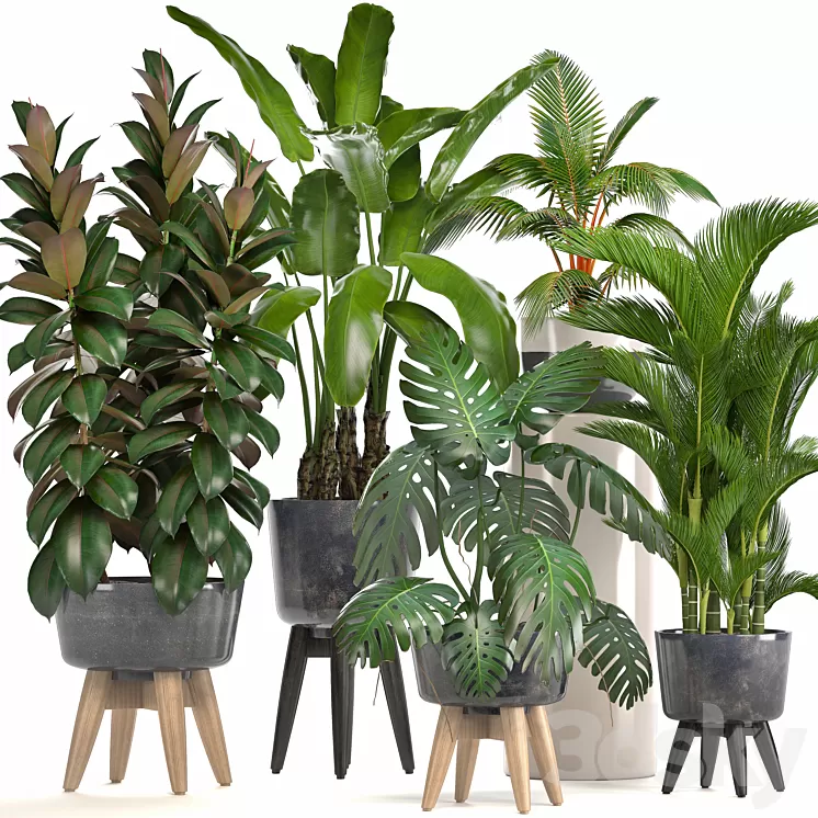 Collection of plants. Ficus bushes Banana strelitzia monstera Rapis palm tree coconut tree exotic plants ficus abidjan strelitzia eco design 3D Model