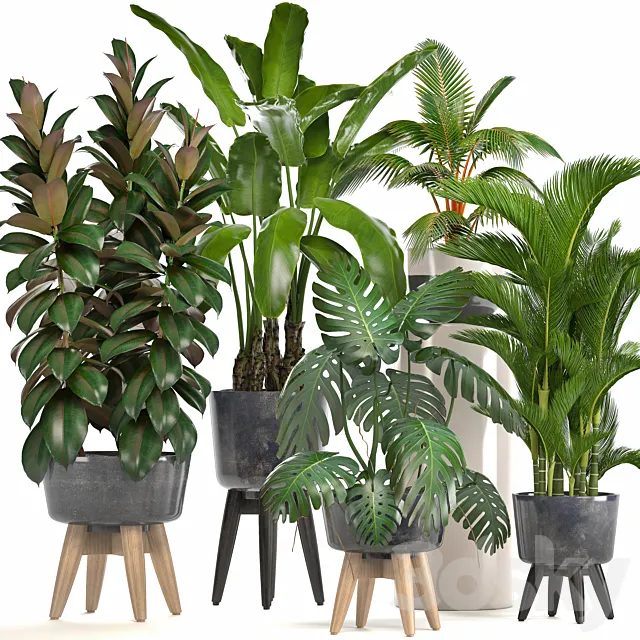 Collection of plants. Ficus. bushes. Banana. strelitzia. monstera. Rapis. palm tree. coconut tree. exotic plants. ficus abidjan. strelitzia. eco design 3DModel Collection of plants. Ficus. bushes. Banana. strelitzia. monstera. Rapis. palm tree. coconut tree. exotic plants. ficus abidjan. strelitzia. eco design 3DModel