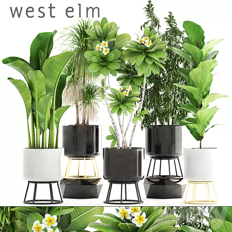 Collection of plants. flower pot bush bamboo dracaena banana ficus lyrata plumeria loft interior indoor 3D Model Collection of plants. flower pot bush bamboo dracaena banana ficus lyrata plumeria loft interior indoor 3D Model