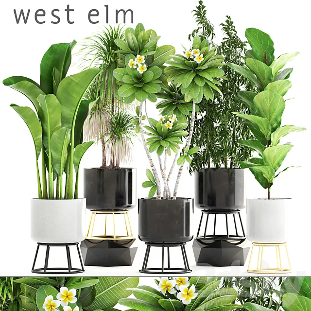 Collection of plants. flower. pot. bush. bamboo. dracaena. banana. ficus lyrata. plumeria. loft. interior. indoor 3DModel Collection of plants. flower. pot. bush. bamboo. dracaena. banana. ficus lyrata. plumeria. loft. interior. indoor 3DModel