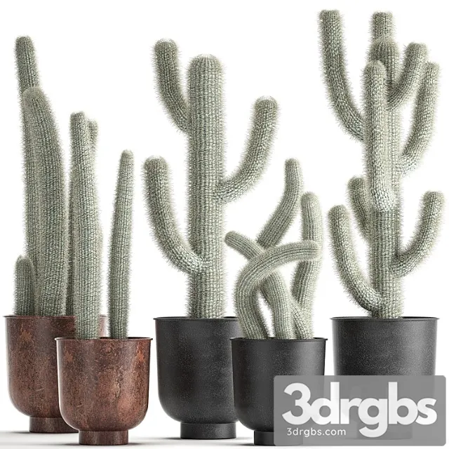 Collection of plants fluffy cacti in black pots, indoor cleistocactus. set 840. Collection of plants fluffy cacti in black pots, indoor cleistocactus. set 840.
