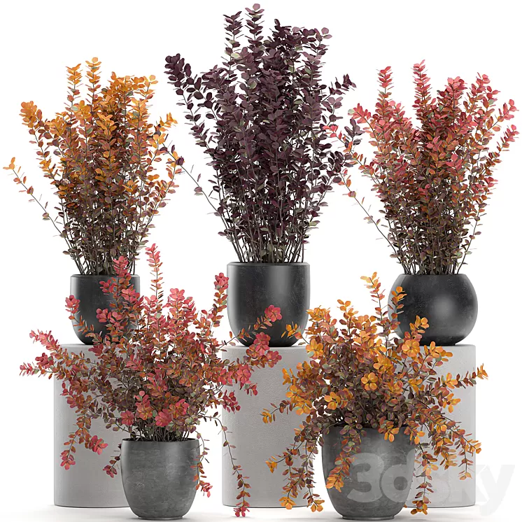 Collection of plants for garden and landscape design in outdoor pots with Barberry bush autumn dried flower. Set 698. 3D Model Collection of plants for garden and landscape design in outdoor pots with Barberry bush autumn dried flower. Set 698. 3D Model