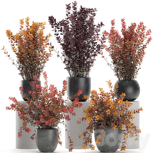 Collection of plants for garden and landscape design in outdoor pots with Barberry bush. autumn. dried flower. Set 698. 3DModel