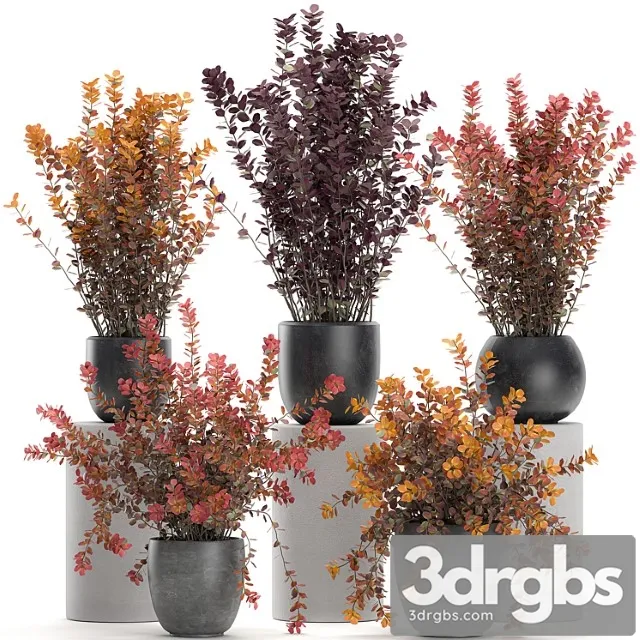 Collection of plants for garden and landscape design in outdoor pots with barberry bush, autumn, dried flower. set 698. Collection of plants for garden and landscape design in outdoor pots with barberry bush, autumn, dried flower. set 698.