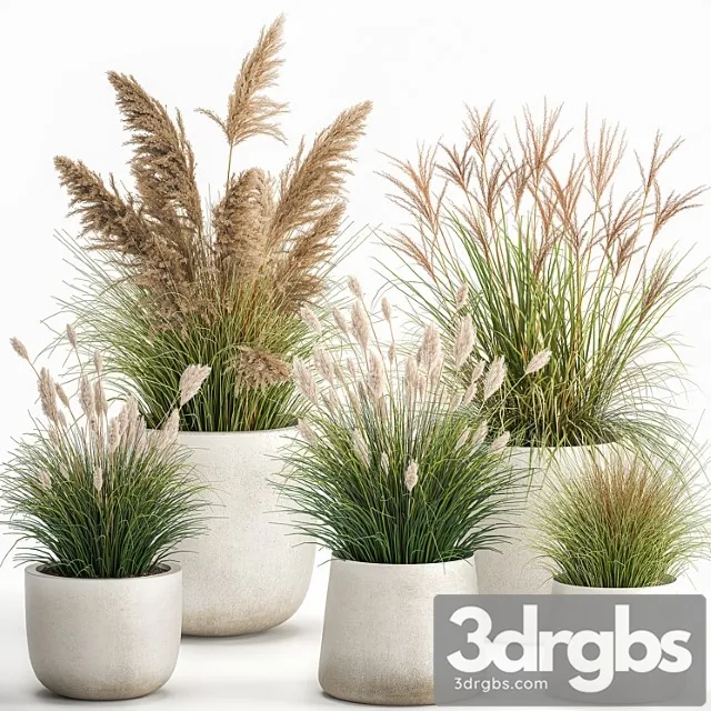 Collection of plants for landscape design in pots with reeds, flowerpot, pampas grass, bushes. set 1094. Collection of plants for landscape design in pots with reeds, flowerpot, pampas grass, bushes. set 1094.