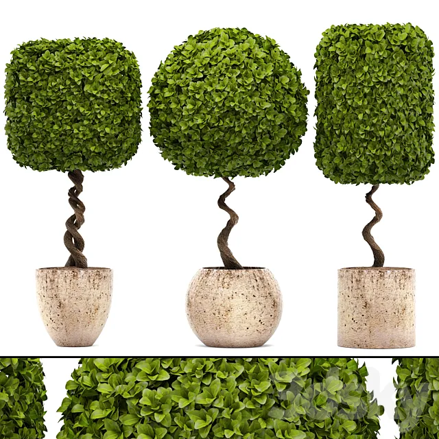 Collection of plants. garden trees landscaping flowerpot pot boxwood topiary topiary 3D Model Collection of plants. garden trees landscaping flowerpot pot boxwood topiary topiary 3D Model