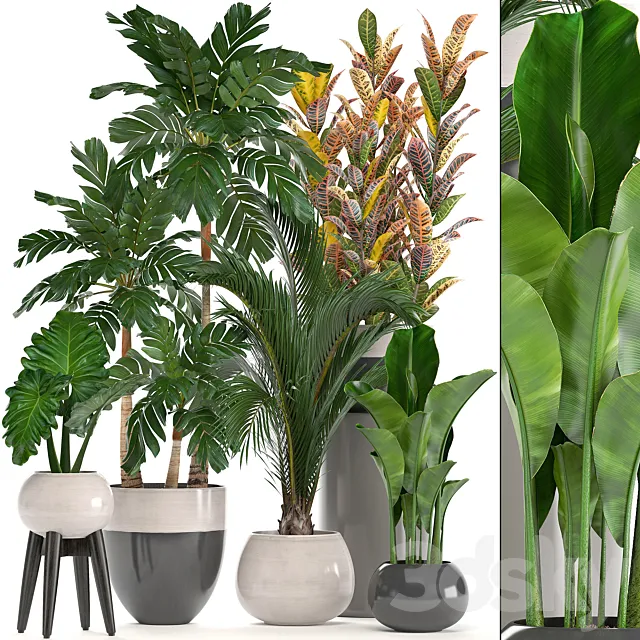 Collection of plants. Hamedorea. banana. croton. alocasia. flowerpot. indoor plants. palm 3DModel Collection of plants. Hamedorea. banana. croton. alocasia. flowerpot. indoor plants. palm 3DModel