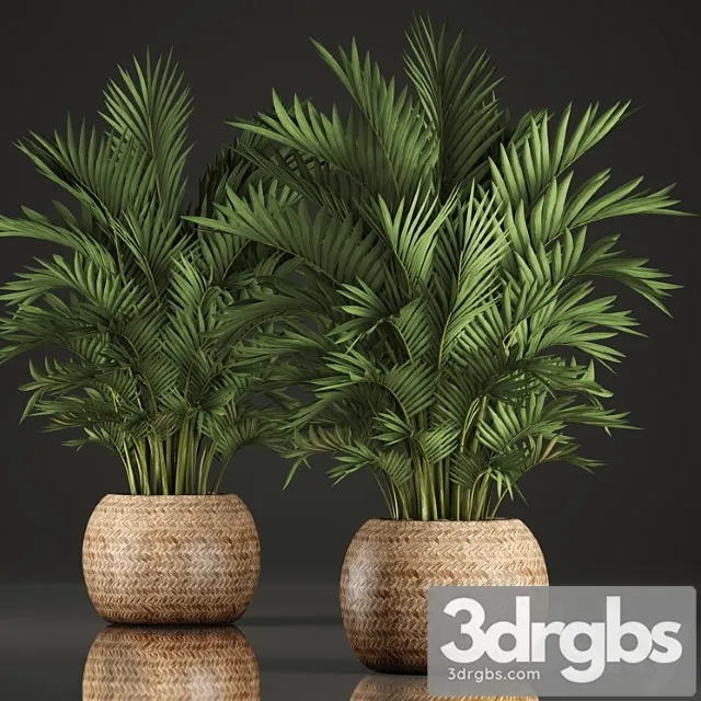 Collection of plants howea 346. hovea, kentia, basket, rattan, indoor palm tree, eco design Collection of plants howea 346. hovea, kentia, basket, rattan, indoor palm tree, eco design