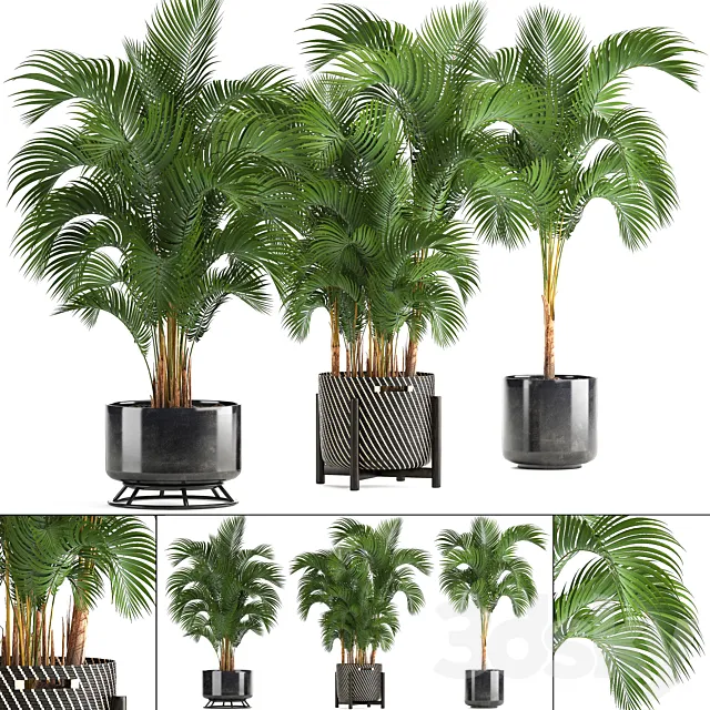 Collection of plants Howea forsteriana 217. Indoor palm. hovea. basket. black flowerpot. bushes. pot 3DModel Collection of plants Howea forsteriana 217. Indoor palm. hovea. basket. black flowerpot. bushes. pot 3DModel