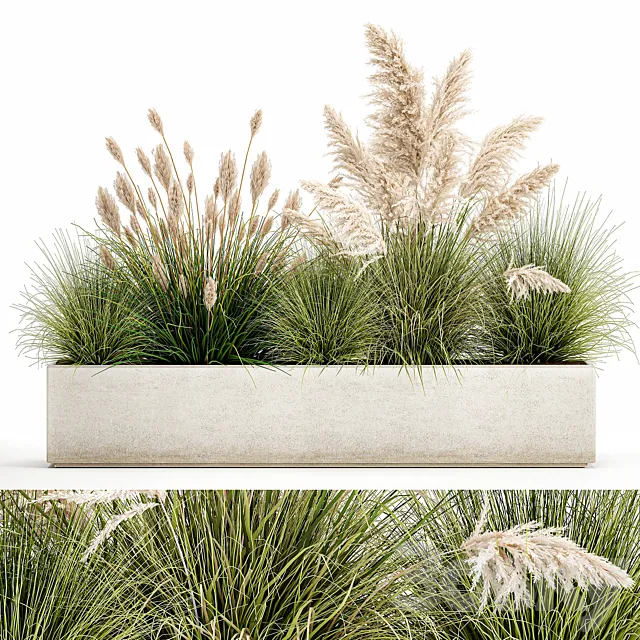 Collection of plants in a pot Pampas grass. reeds. bushes. landscape design. white. flowerbed. Set 1077 3DModel Collection of plants in a pot Pampas grass. reeds. bushes. landscape design. white. flowerbed. Set 1077 3DModel