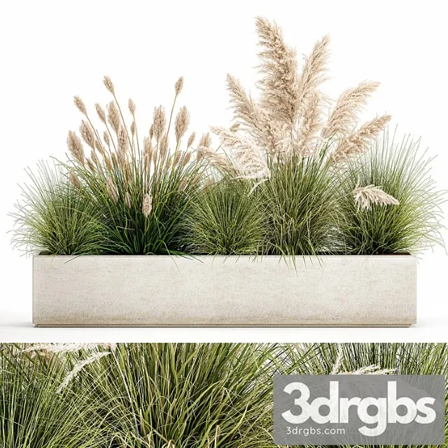 Collection of plants in a pot pampas grass, reeds, bushes, landscape design, white, flowerbed. set 1077 Collection of plants in a pot pampas grass, reeds, bushes, landscape design, white, flowerbed. set 1077