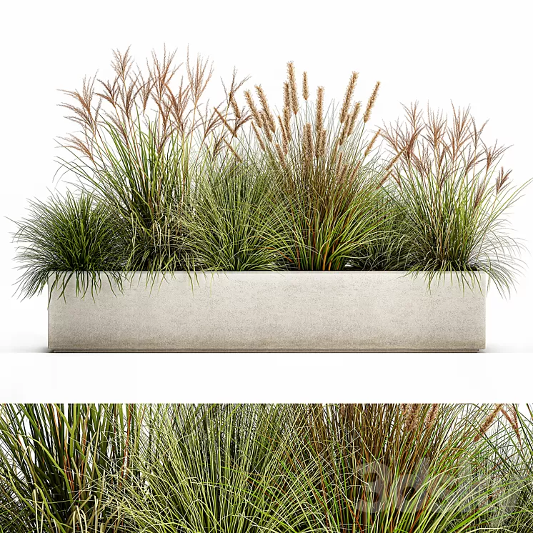Collection of plants in a pot Pampas grass reeds flowerbed landscaping bushes. Set 1074. 3D Model