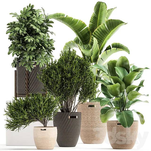 Collection of plants in baskets from Scheffler. Strelitzia. kalatea Lutea. Set 1036. 3DModel Collection of plants in baskets from Scheffler. Strelitzia. kalatea Lutea. Set 1036. 3DModel