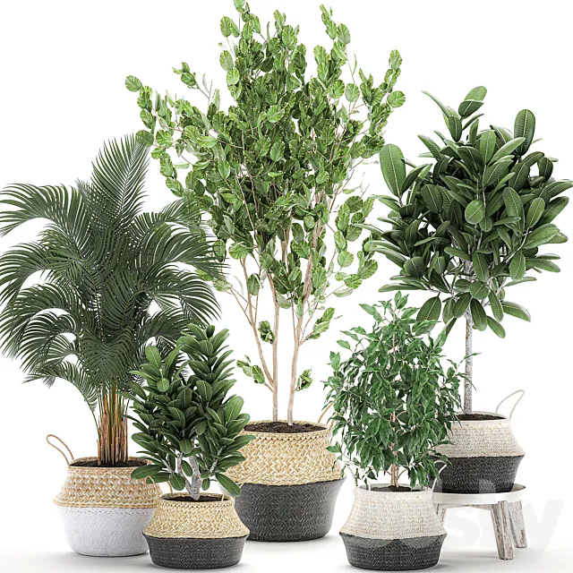 Collection of plants in baskets with handles with palm tree Ficus benjamin frangipani. Set 561. 3D Model Collection of plants in baskets with handles with palm tree Ficus benjamin frangipani. Set 561. 3D Model