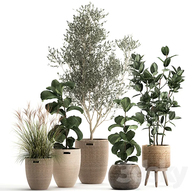 Collection of plants in baskets with indoor Olive tree Ficus lyrata elastica veinik. Set 972. 3D Model Collection of plants in baskets with indoor Olive tree Ficus lyrata elastica veinik. Set 972. 3D Model