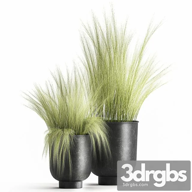Collection of plants in black metal pots with bush grass grass. set 1004. Collection of plants in black metal pots with bush grass grass. set 1004.