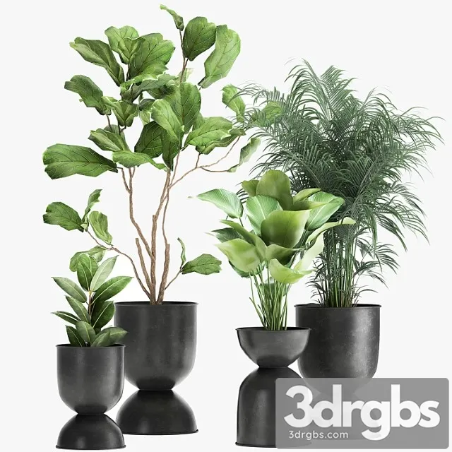 Collection of plants in black metal pots with ficus lyrata, palm howea, kalatea lutea. set 1041. Collection of plants in black metal pots with ficus lyrata, palm howea, kalatea lutea. set 1041.