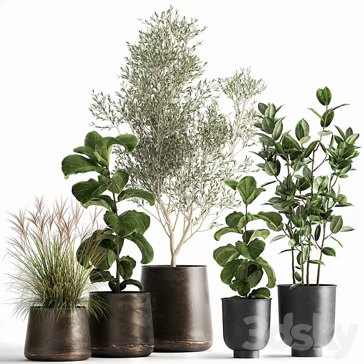 Collection of plants in black metal pots with Olive Ficus lyrata tree. Set 1029. 3D Model