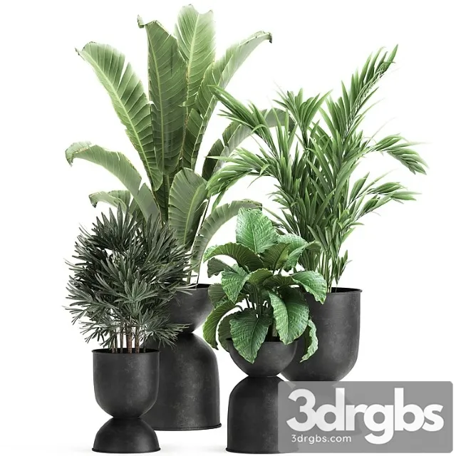 Collection of plants in black metal pots with strelitzia, banana palm, alokasia, rapeseed. set 897. Collection of plants in black metal pots with strelitzia, banana palm, alokasia, rapeseed. set 897.