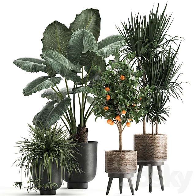Collection of plants in black pots and baskets with Alocasia dracaena orange tree loft. Set 1002. 3D Model Collection of plants in black pots and baskets with Alocasia dracaena orange tree loft. Set 1002. 3D Model