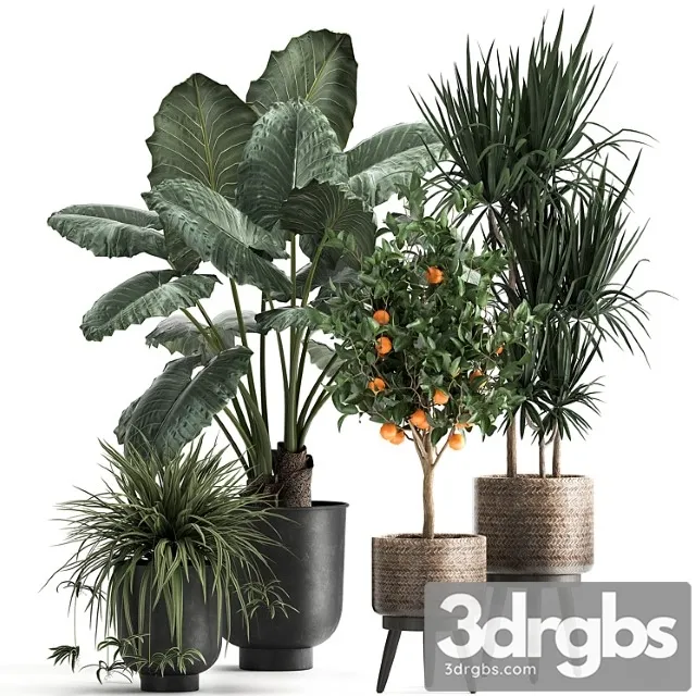 Collection of plants in black pots and baskets with alocasia, dracaena, orange tree, loft. set 1002. Collection of plants in black pots and baskets with alocasia, dracaena, orange tree, loft. set 1002.