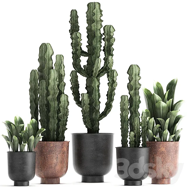 Collection of plants in black pots Cactus Cereus. Set 839. 3D Model