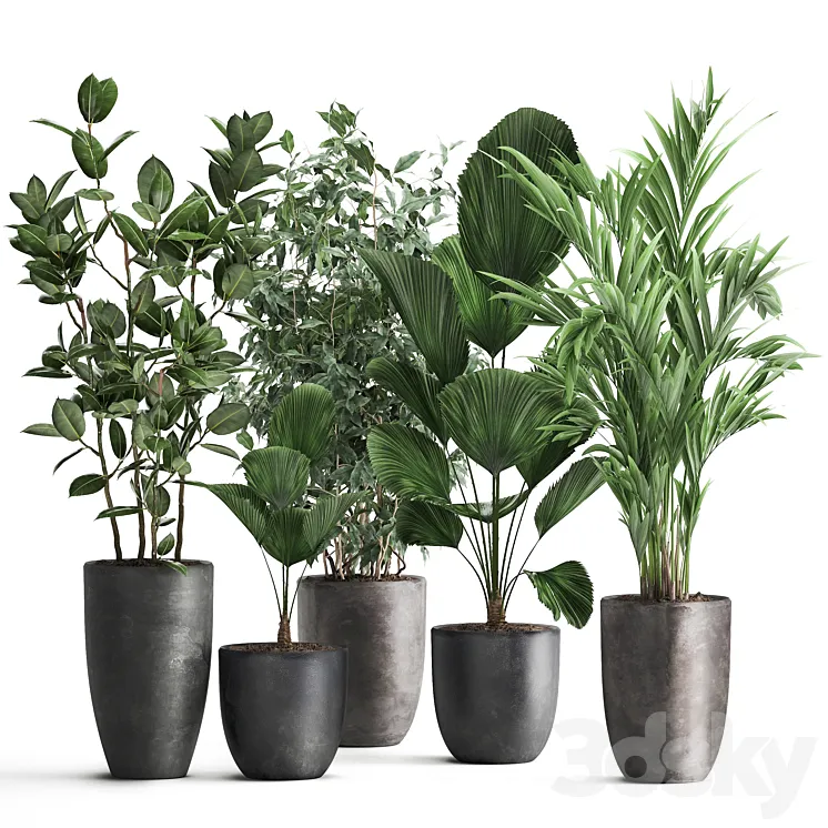 Collection of plants in black pots Likuala Hovea palm Ficus Benjamin. Set 1003. 3D Model Free Download