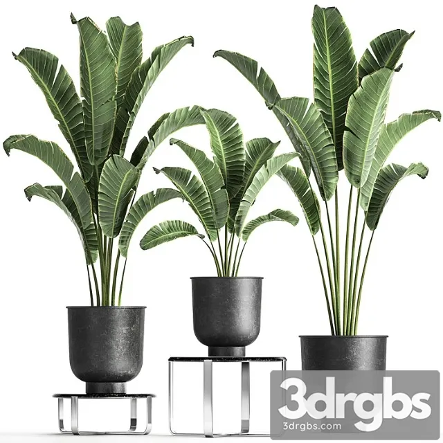 Collection of Plants In Black Pots On Table Stand With Ravenala Banana Palm Strelitzia Set 846 3D Model Download