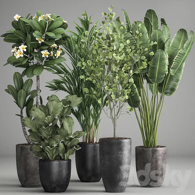 Collection of plants in black pots Strelitzia tree ficus Plumeria banana palm. Set 984. 3D Model Collection of plants in black pots Strelitzia tree ficus Plumeria banana palm. Set 984. 3D Model