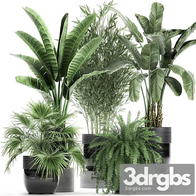 Collection of Plants in Black Pots with Bamboo Banana Fan Palm Fern Strelitzia Set 711 3D Model Download