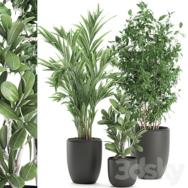 Collection of plants in black pots with Ficus benjamin. palm. hovea. neanta. Set 567. 3DModel Collection of plants in black pots with Ficus benjamin. palm. hovea. neanta. Set 567. 3DModel
