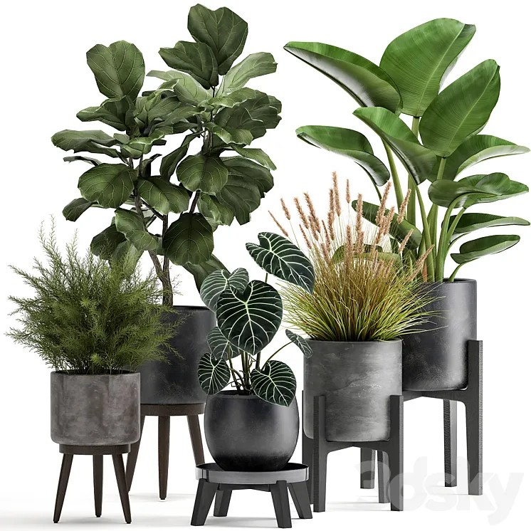 Collection of plants in black pots with Ficus lyrata Strelitzia Asparagus. Set 998. 3D Model Free Download
