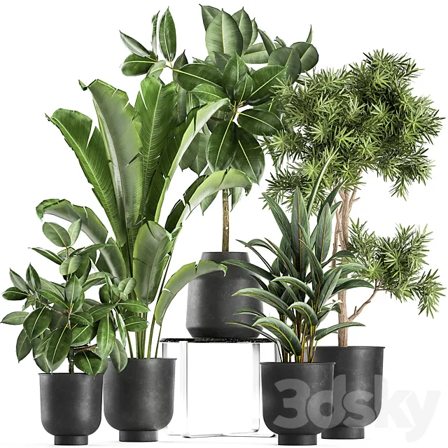Collection of plants in black pots with Fiucus tree Banana palm Strelitzia. Set 855. 3D Model