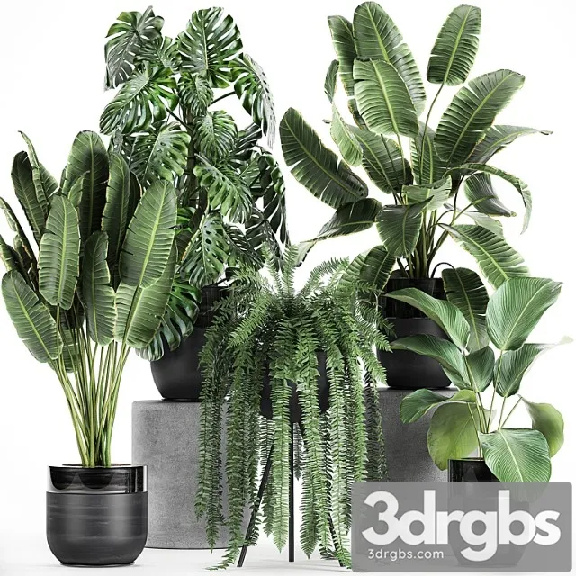Collection of plants in black pots with monstera, banana palm, strelitzia, fern, calathea lutea, luxury decor. set 710.