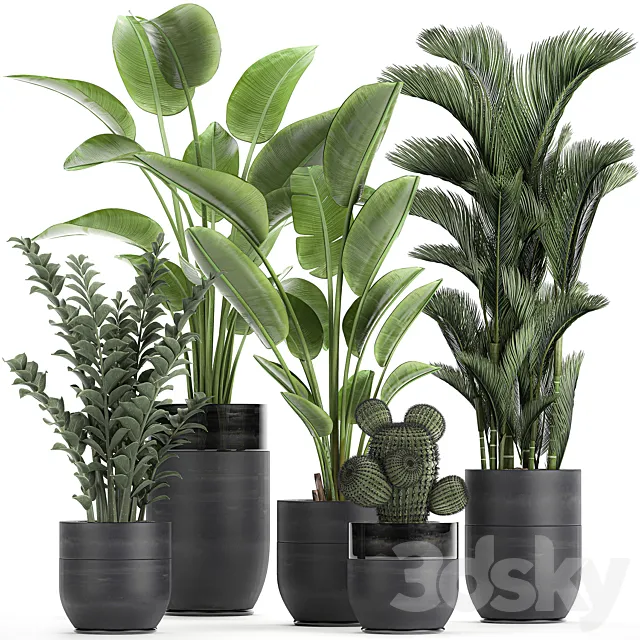 Collection of plants in black pots with Strelitzia. banana. dipsis. palm. cactus. Zamiokulkas. Set 724. 3DModel