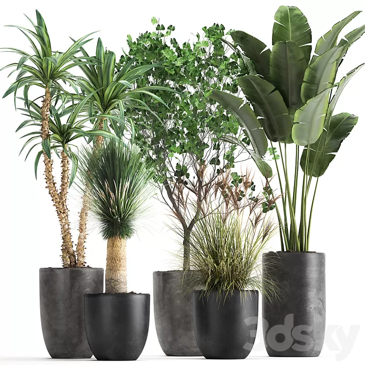 Collection of plants in black pots with Strelitzia banana Ginkgo Dracaena Yucca. Set 1016. 3D Model